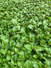 Load image into Gallery viewer, 3 plugs of Hardy Fuschia (Beacon) Includes Postage
