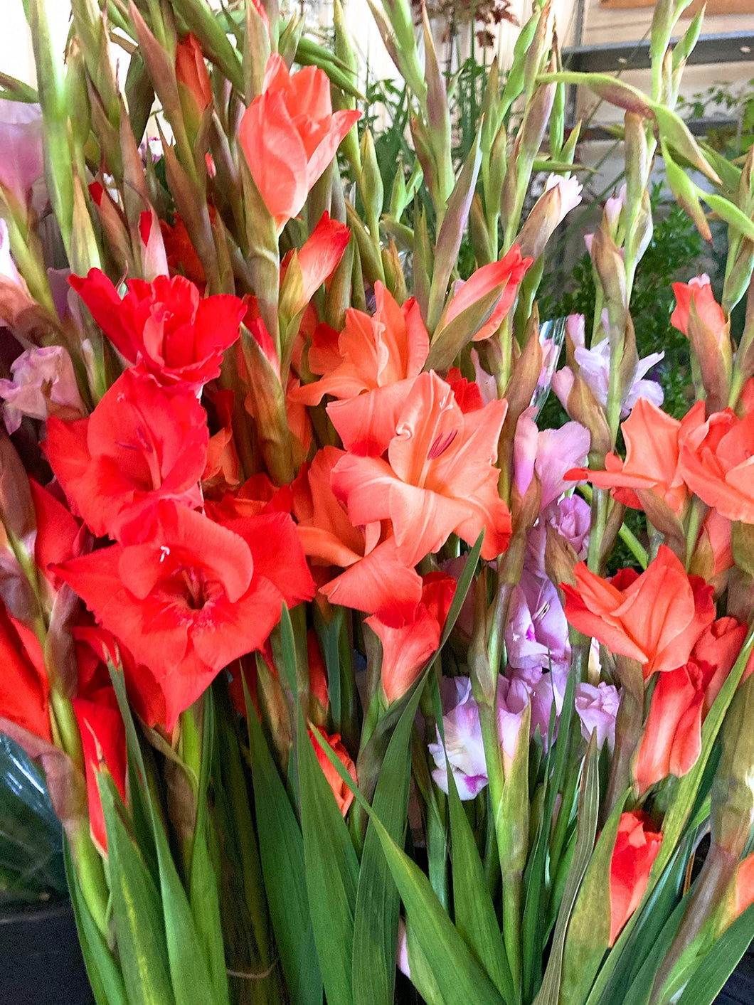 50 bulbs of Gladioli (mixed colours) Includes Postage
