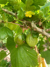 Load image into Gallery viewer, 5 plugs of green Gooseberry plants (Giggles) Includes Postage
