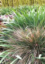 Load image into Gallery viewer, 5 young transplants of ornamental grasses (mixed varieties) Includes Postage
