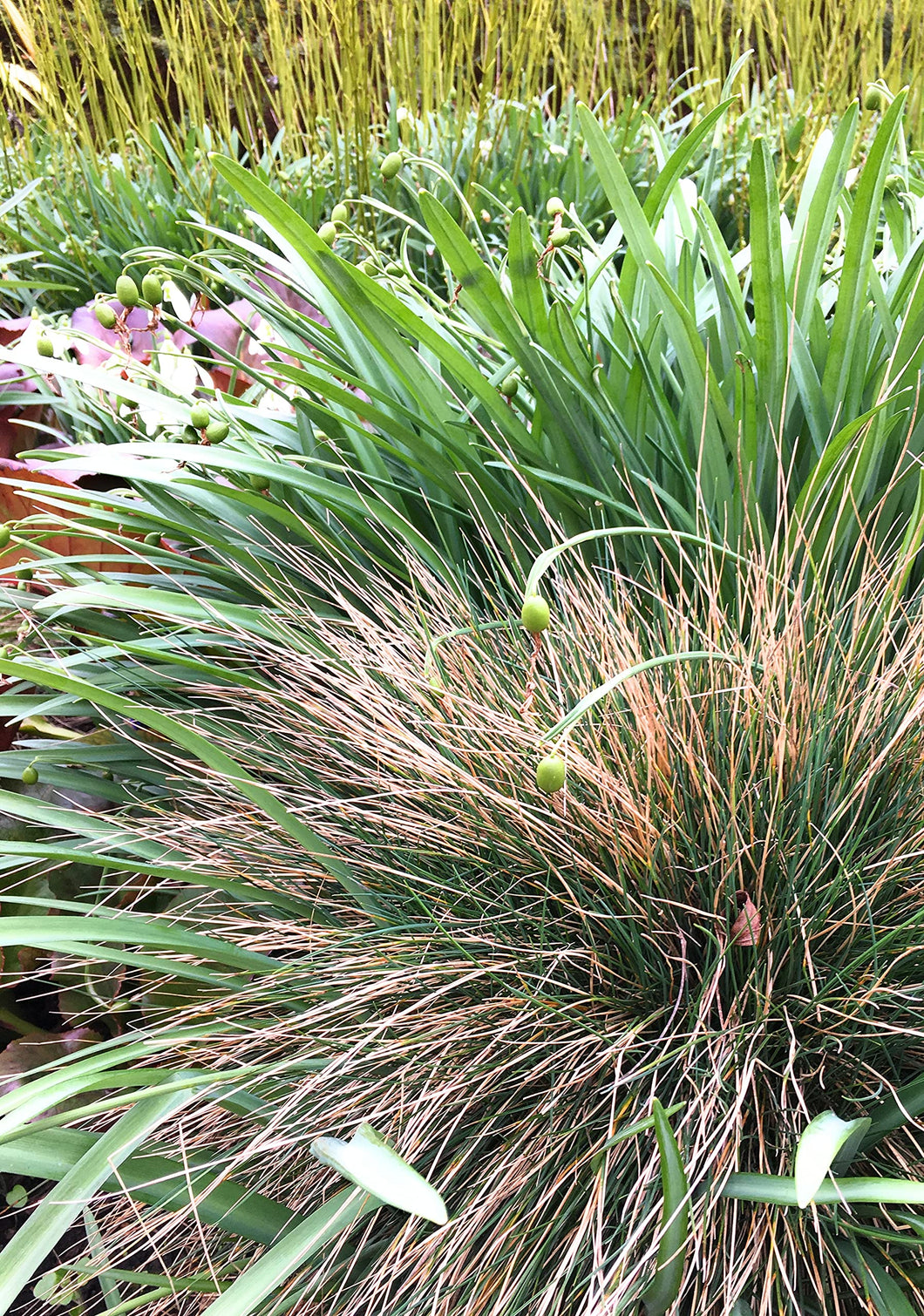 6 young transplants of ornamental grasses (mixed varieties) Includes Postage