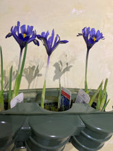Load image into Gallery viewer, 15 bulbs of dwarf Iris/Iris reticulata (Harmony) Includes Postage
