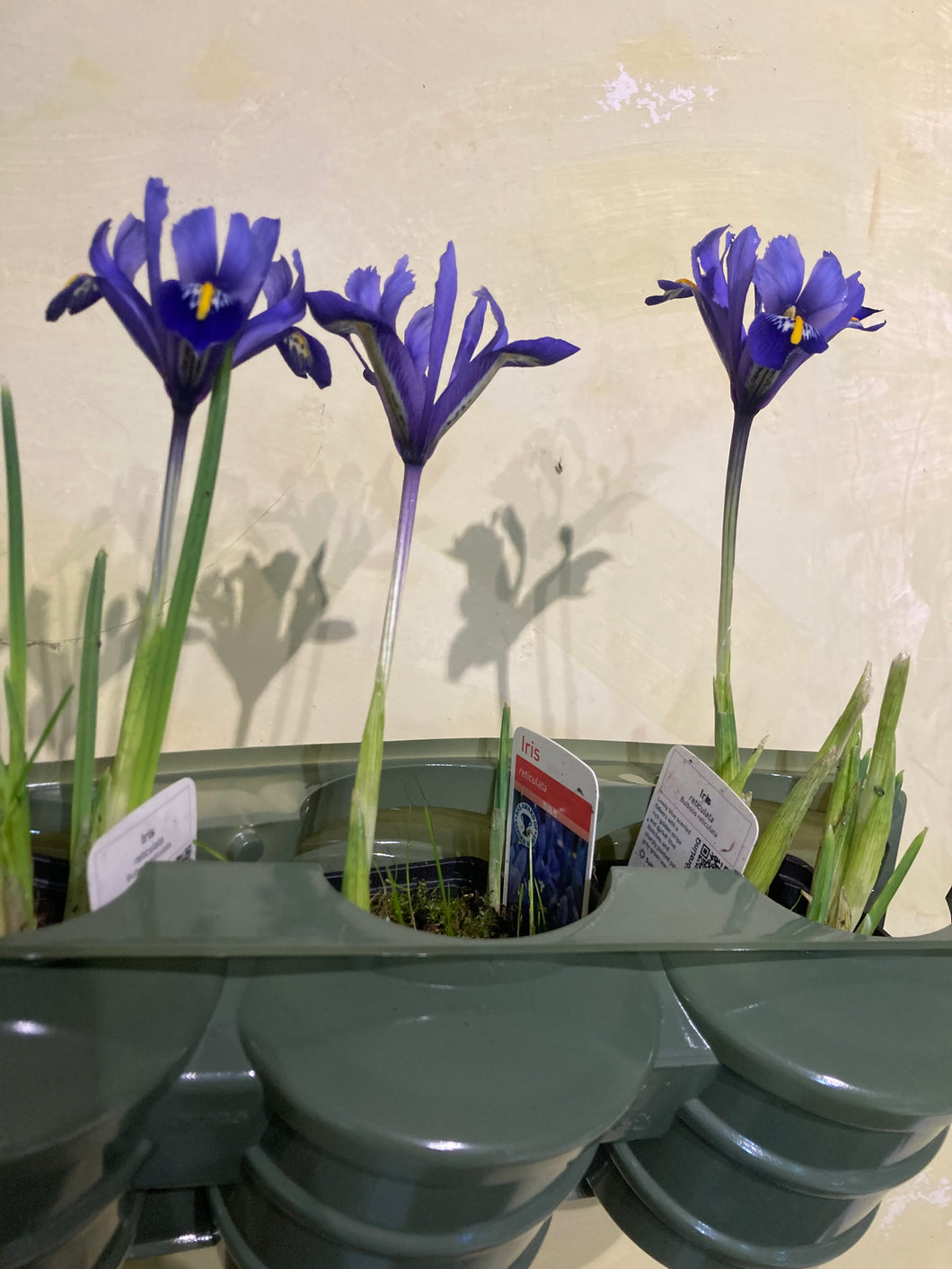 25 bulbs of dwarf Iris/Iris reticulata (Harmony) Includes Postage