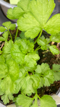 Load image into Gallery viewer, 3 young transplants of fresh herb Parsely for Grow-Your-Own Includes Postage
