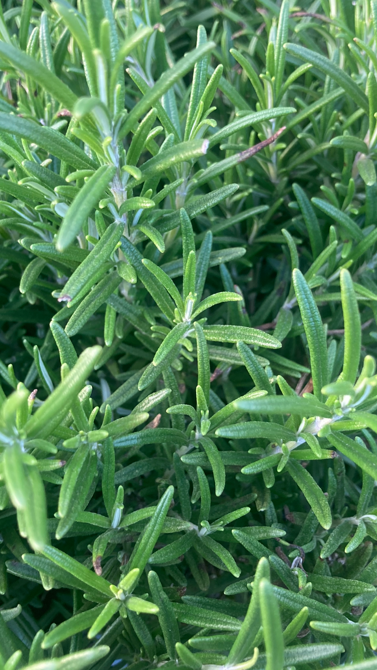 1 young plant of Rosemary (Rosmarinus officinalis) Includes Postage