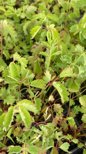 Load image into Gallery viewer, 3 young transplants of fresh herb Burnet Salad for Grow-Your-Own Includes Postage
