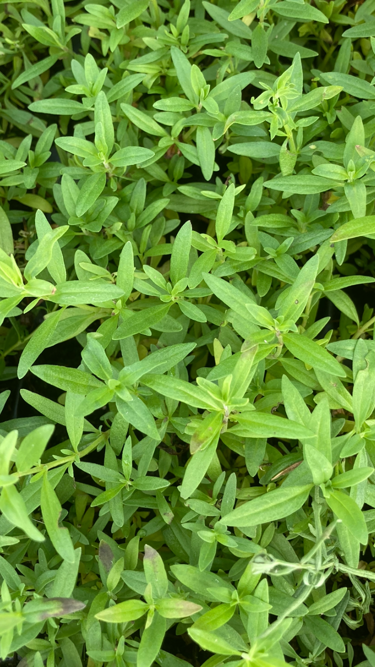 3 young transplants of fresh herb Tarragon for Grow-Your-Own Includes Postage