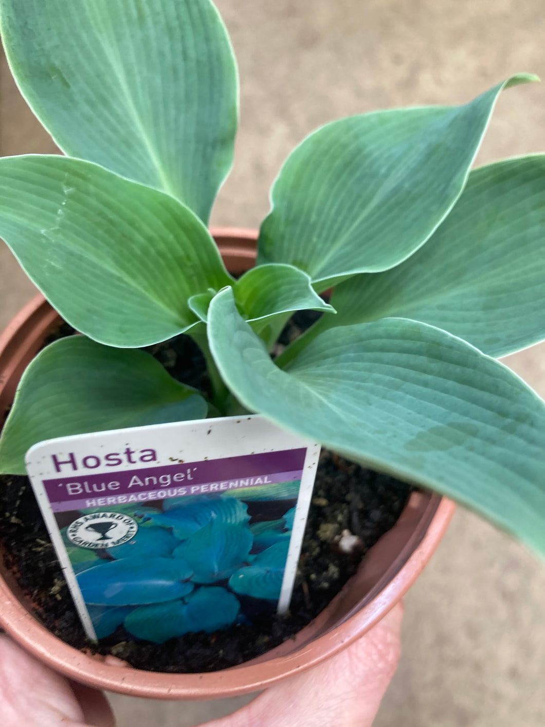 1 root of Hosta (Blue Angel) Includes Postage