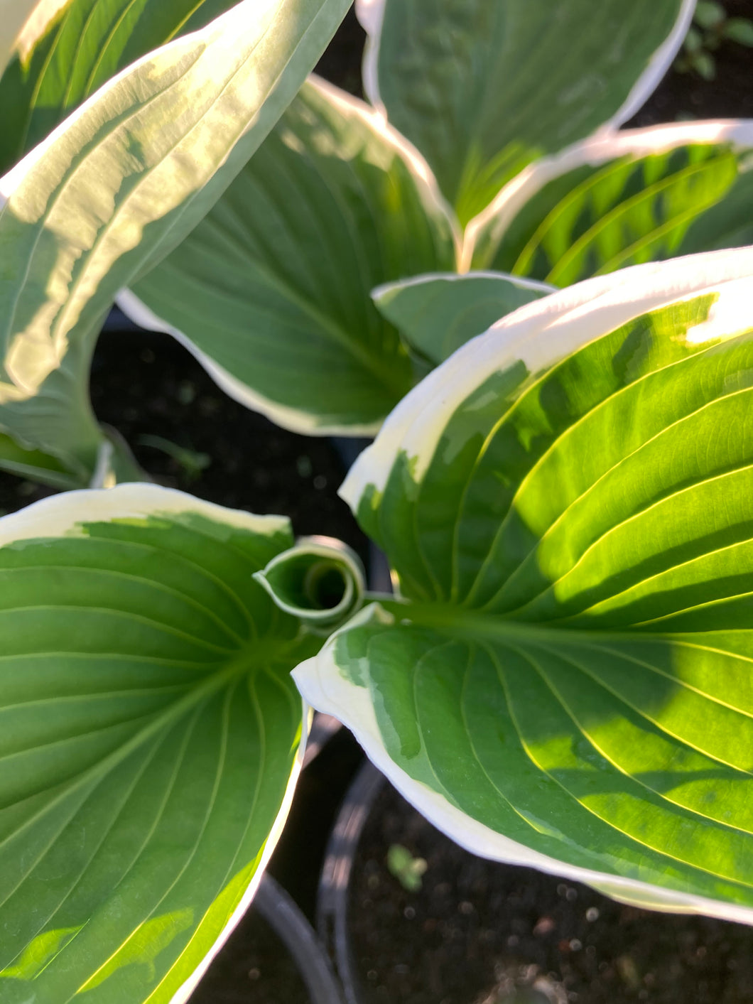 3 bare roots of Hosta (Francee) Includes Postage