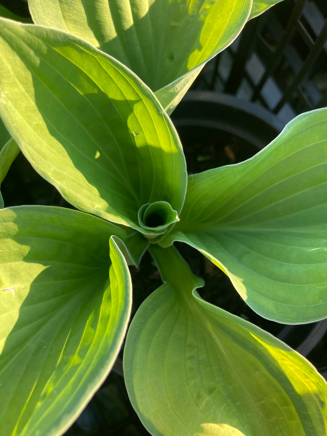 2 potted plants of Hosta (Gold Standard) in 12cm pots Includes Postage