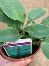 Load image into Gallery viewer, 1 bare root of Hosta (Halcyon) Includes Postage
