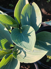 Load image into Gallery viewer, 2 bare roots of Hosta (Halcyon) Includes Postage
