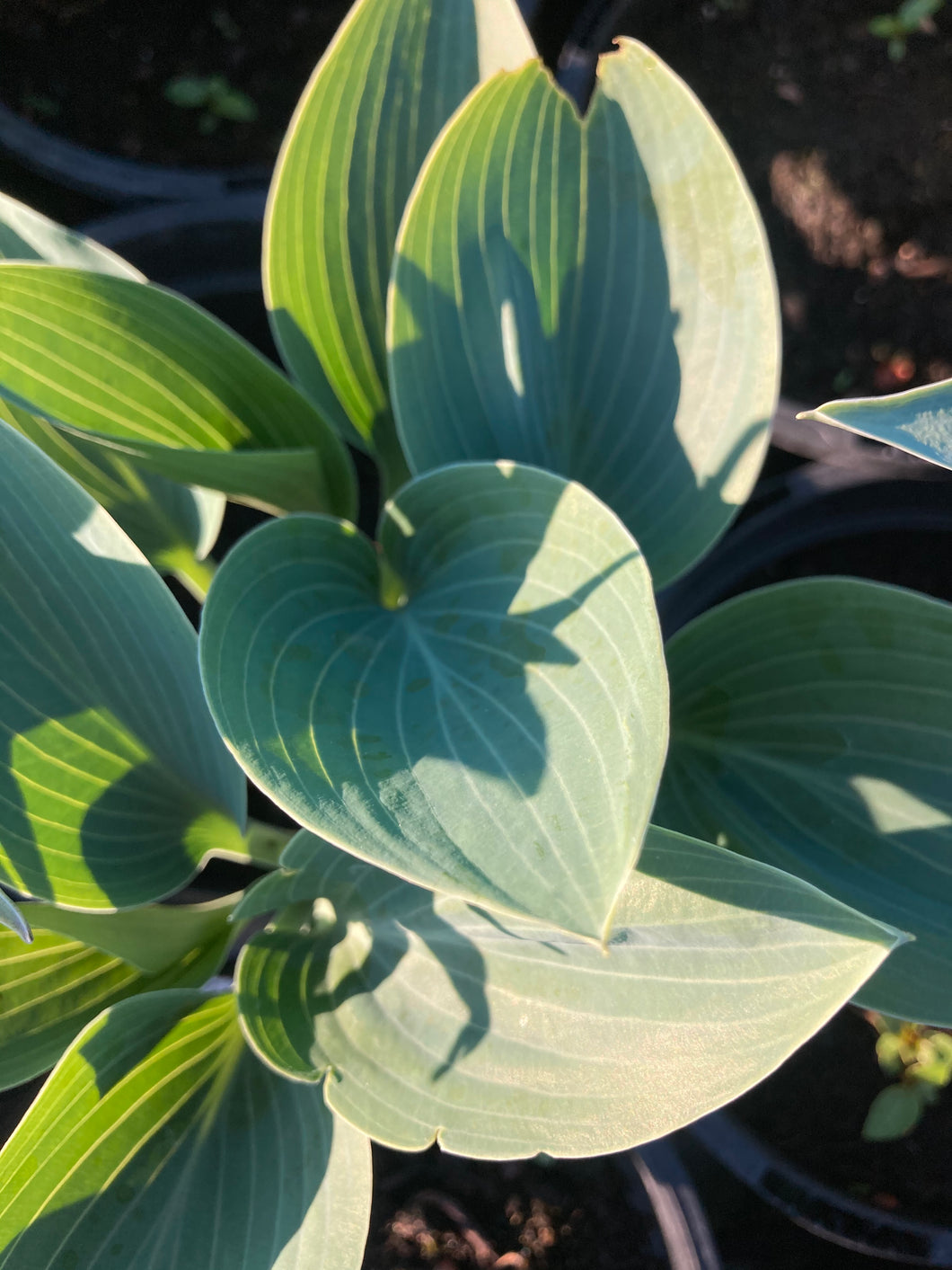 2 bare roots of Hosta (Halcyon) Includes Postage