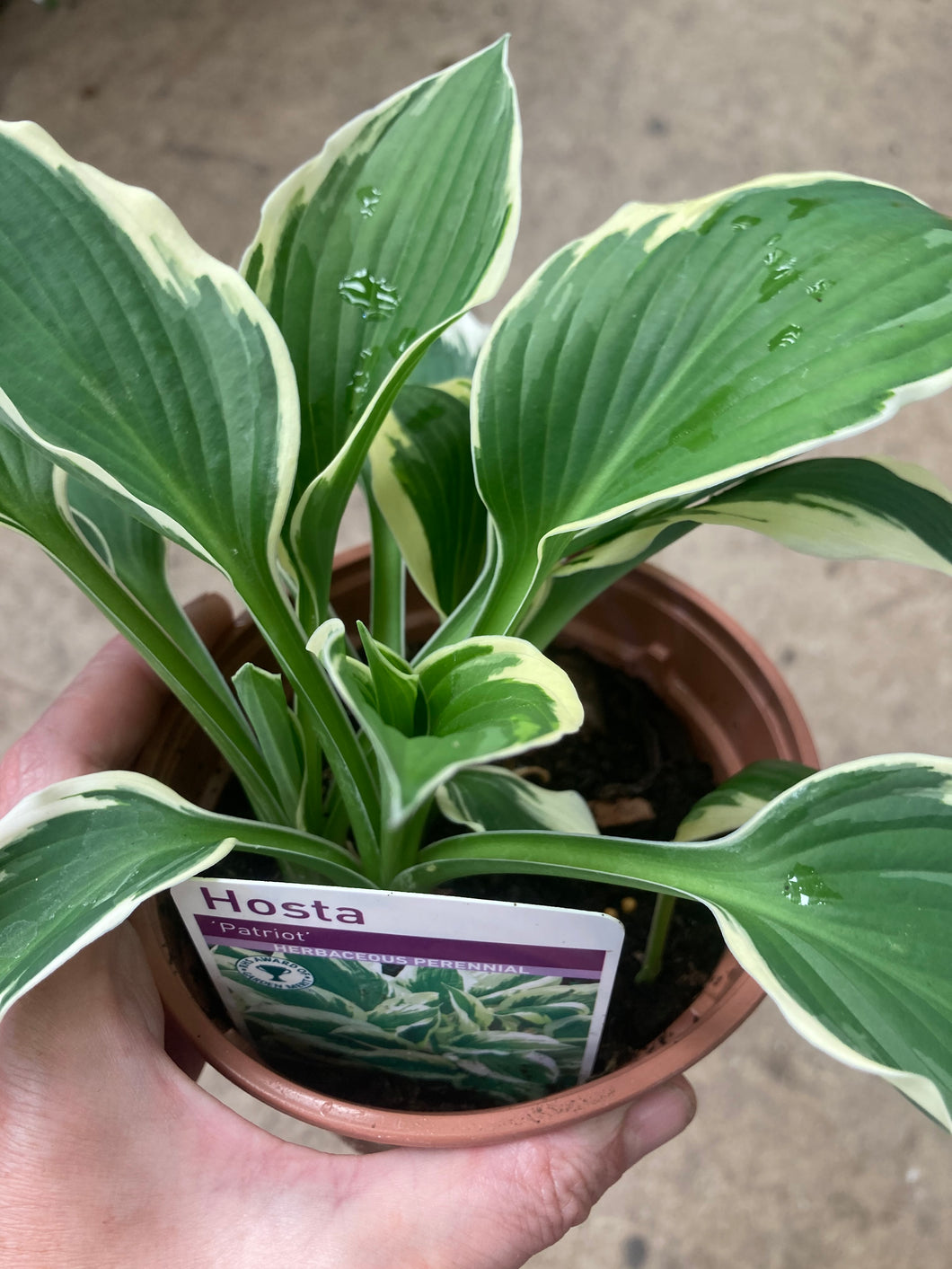 5 bare roots of Hosta/Plantain Lily (Patriot) Includes Postage