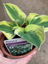 Load image into Gallery viewer, 5 bare roots of Hosta (Wide Brim) Includes Postage
