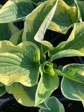 Load image into Gallery viewer, 2 potted plants of Hosta (Wide Brim) in 12cm pots Includes Postage
