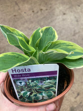 Load image into Gallery viewer, 2 bare roots of Hosta (Wide Brim) Includes Postage
