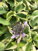 Load image into Gallery viewer, 1 bare root of Hosta (Wide Brim) Includes Postage
