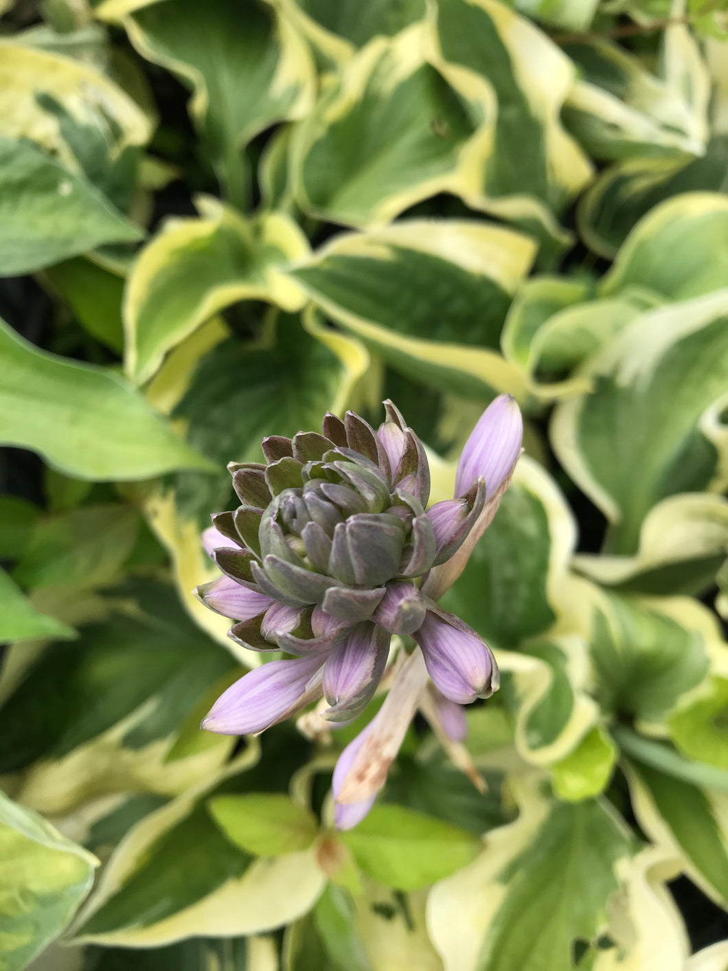 5 bare roots of Hosta (Wide Brim) Includes Postage