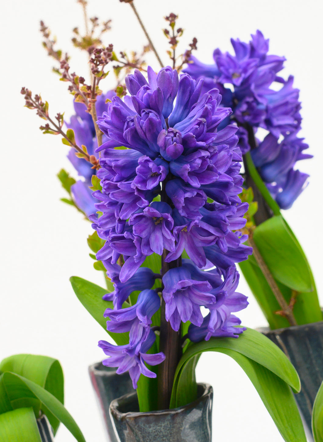 5 bulbs of Hyacinth (Blue Star) Includes Postage