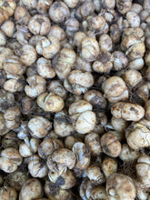 Load image into Gallery viewer, 5 bulbs of Fritillaria meleagris alba (Snake&#39;s Head Fritillary) Includes Postage
