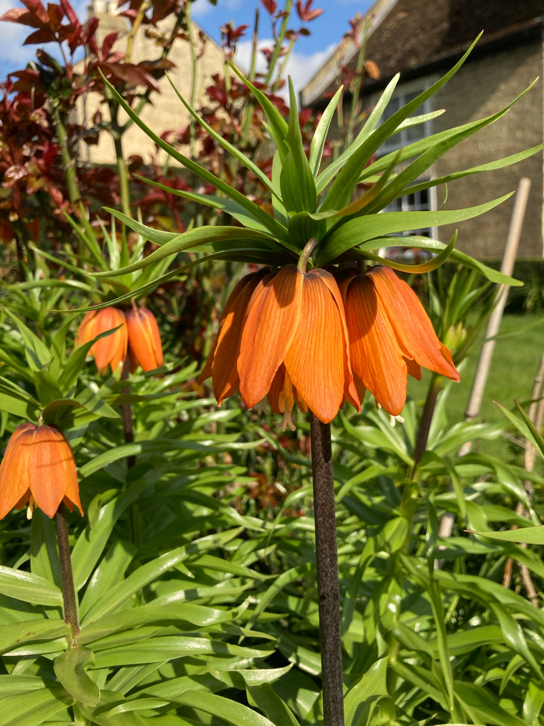 5 bulbs of Fritillaria imperialis (Aurora/Crown Imperial) Includes Postage