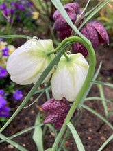 Load image into Gallery viewer, 10 bulbs of Fritillaria meleagris alba (Snake's Head Fritillary) Includes Postage
