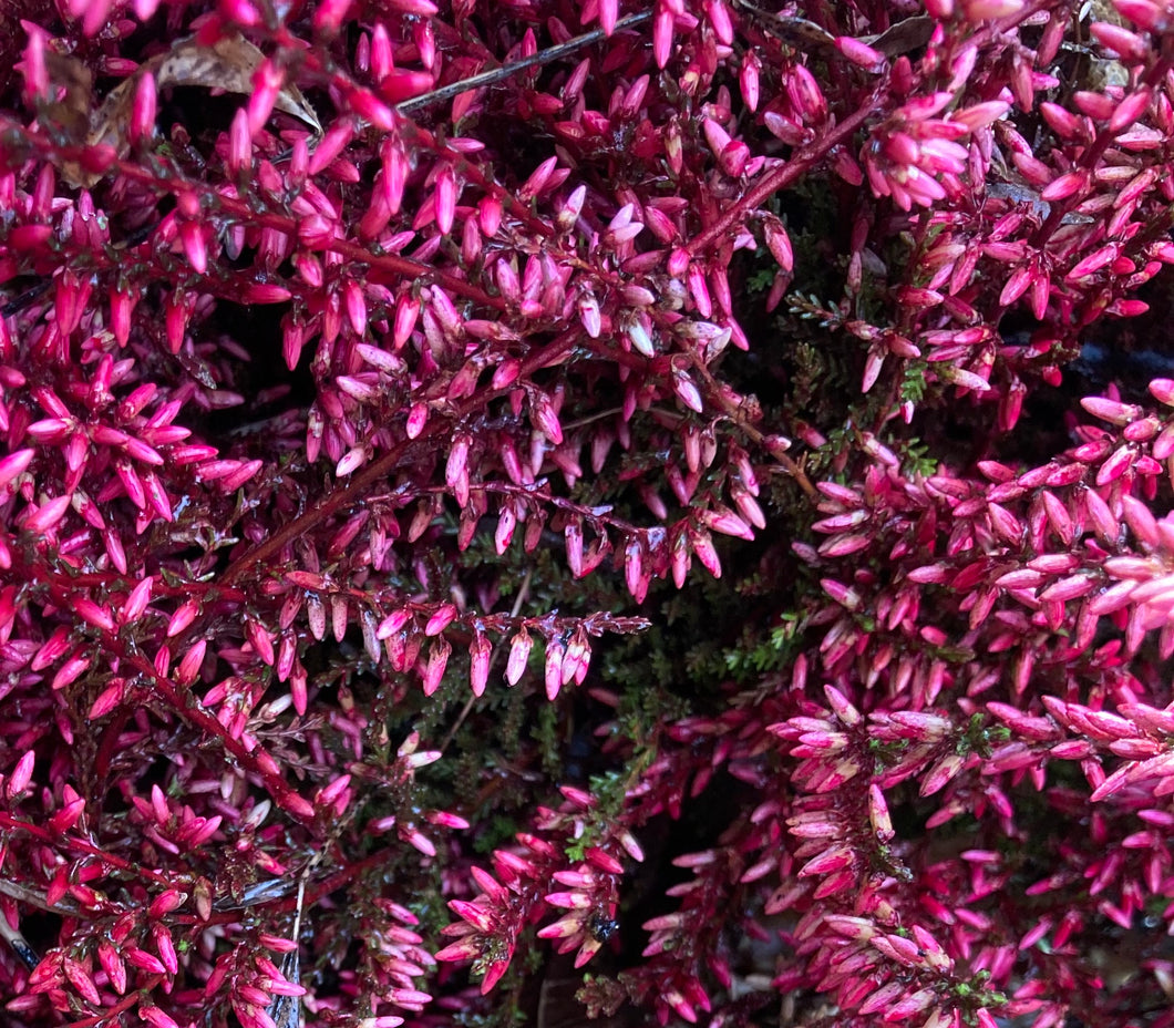 3 small plants of dark pink Calluna vulgaris/Heather Includes Postage