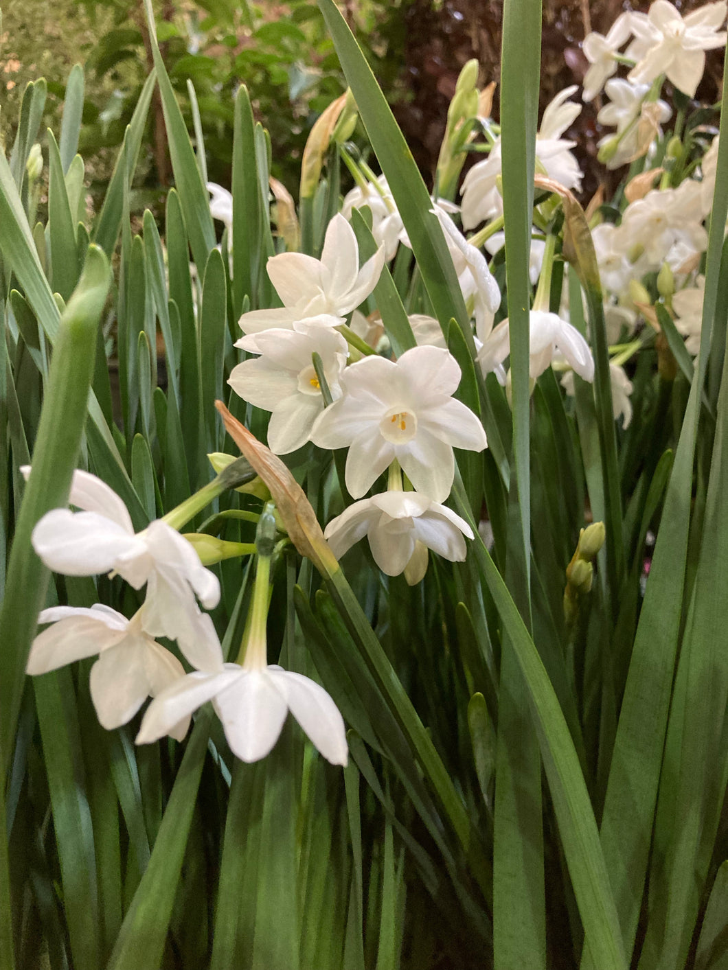 5 bulbs of Daffodil (Paperwhite) Includes Postage