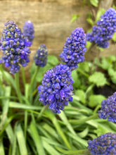 Load image into Gallery viewer, 50 bulbs of Muscari/Grape Hyacinth (Fantasy Creation) Includes Postage
