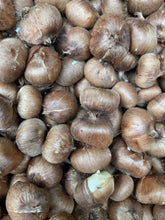 Load image into Gallery viewer, 20 bulbs of Crocus tommasinianus (Ruby Giant) Includes Postage
