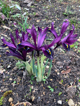 Load image into Gallery viewer, 15 bulbs of dwarf Iris/Iris reticulata (JS dijt) Includes Postage

