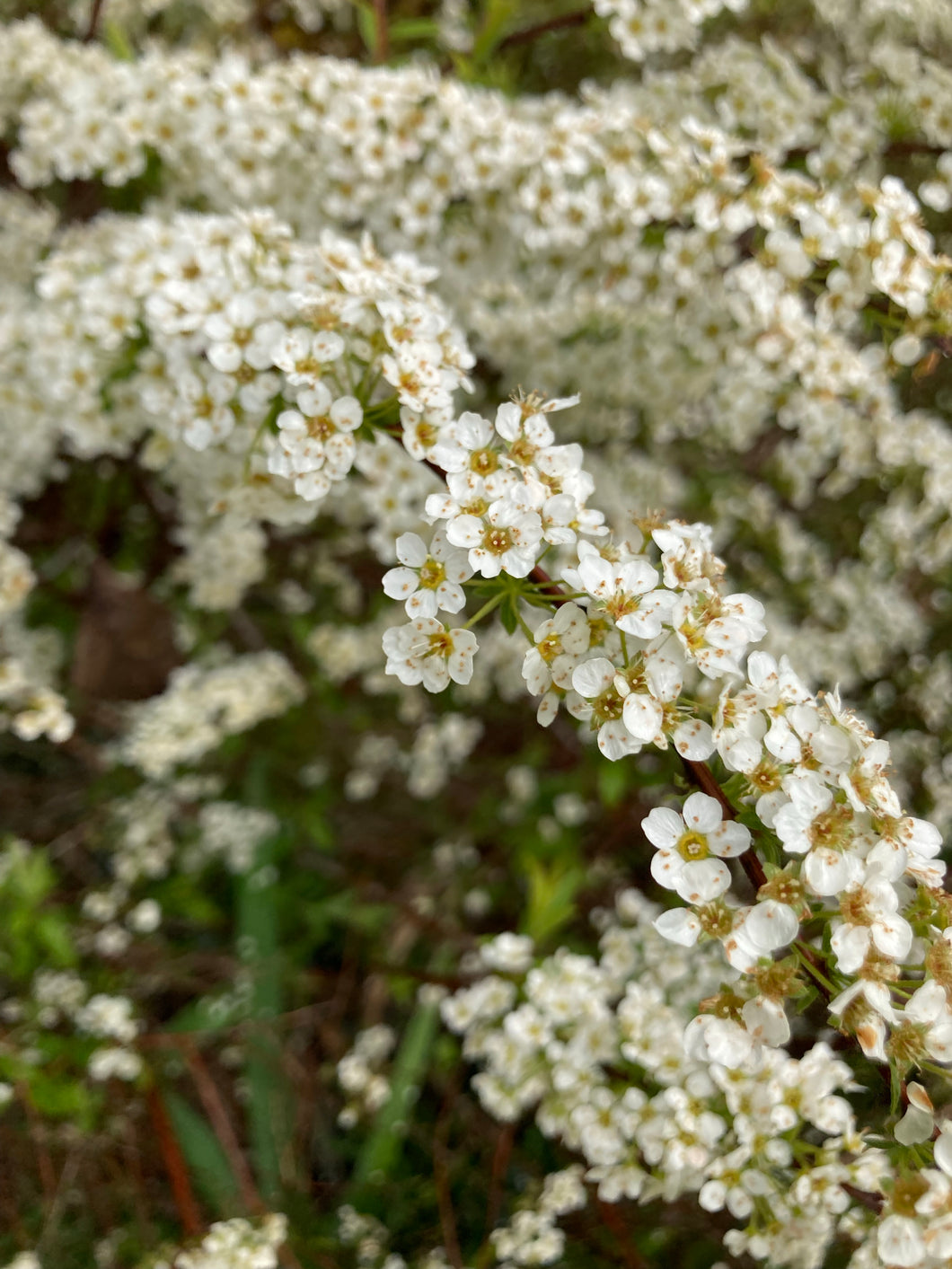 1 Potted Plant of Spirea 'Snow Mound' in a 9cm pot Includes Postage