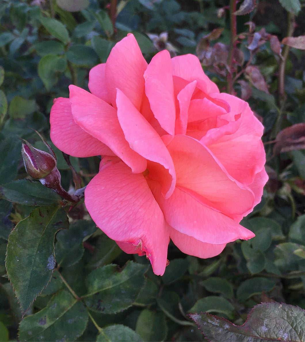 2 bare root Hybrid Tea Roses (Pink Favourite) Includes Postage