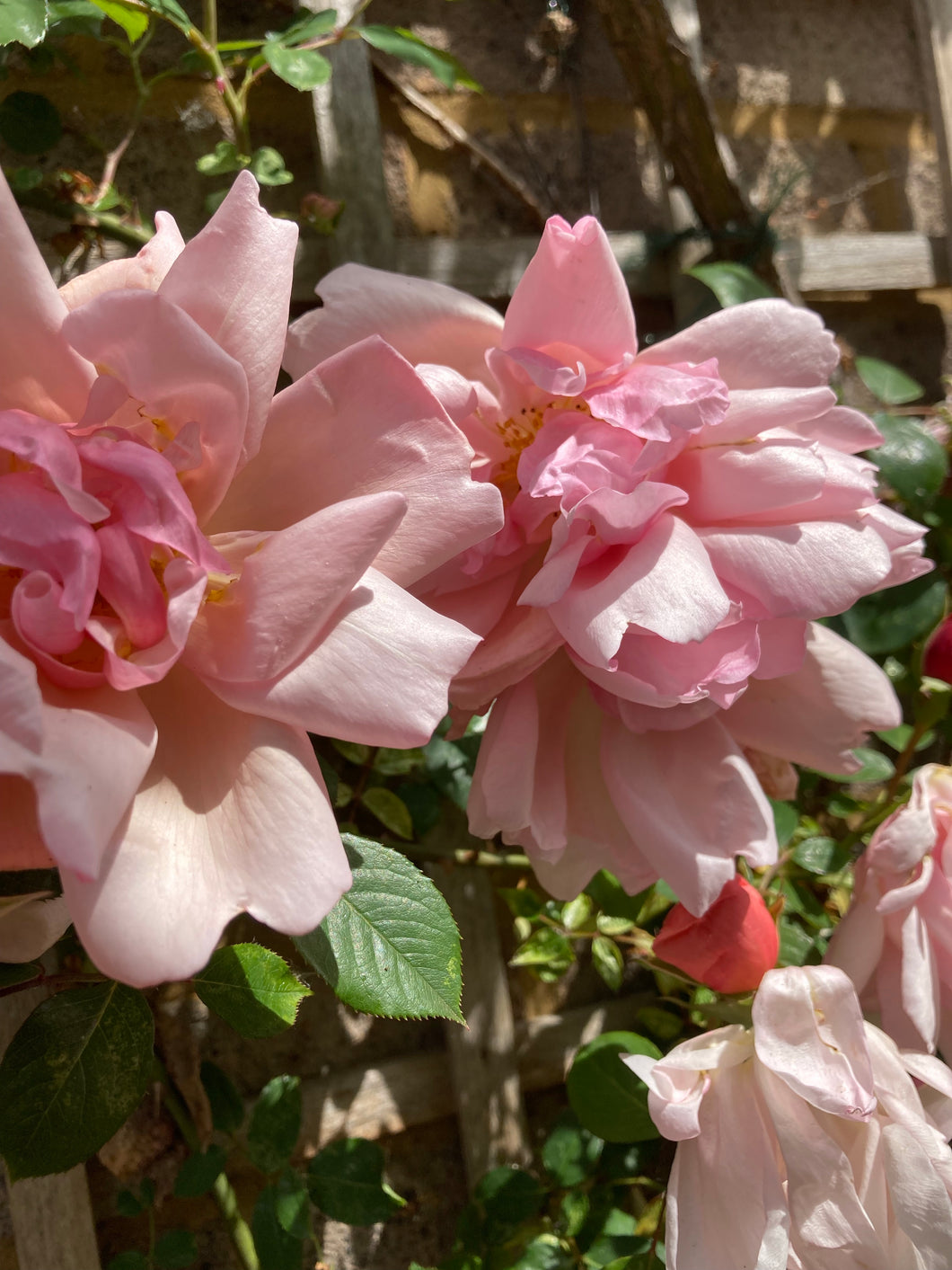 2 bare root pink Climbing Roses (Compassion) Includes Postage