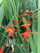 Load image into Gallery viewer, 10 corms of Crocosmia/Montbretia (Carmine Brilliant) Includes Postage
