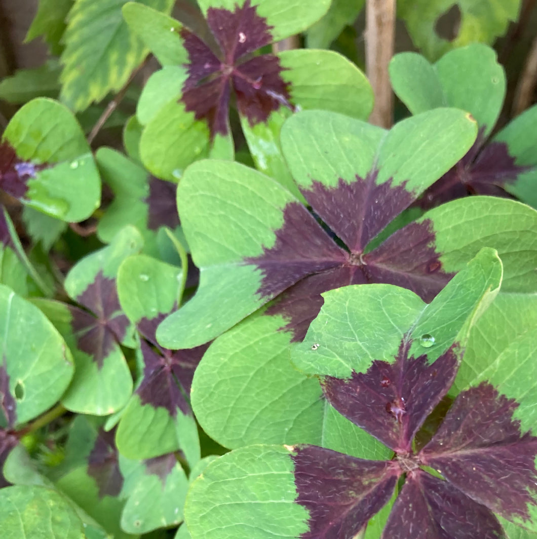 10 bulbs of Oxalis Shamrock/Four Leaf Clover (Iron Cross) Includes Postage