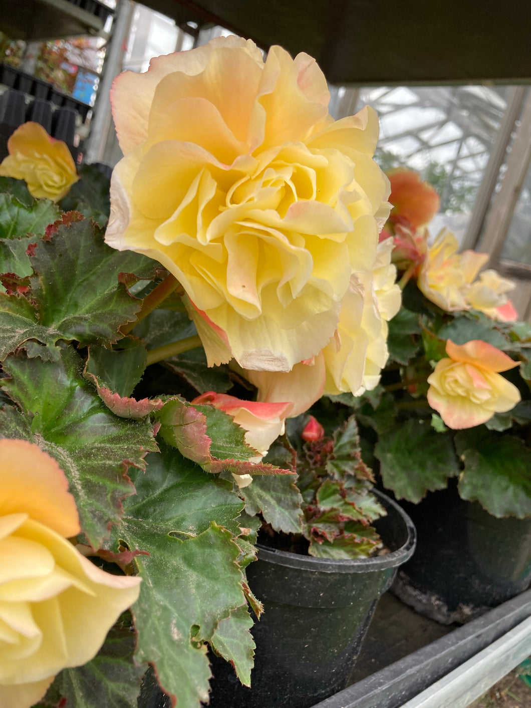 6 corms of yellow double Begonia Includes Postage