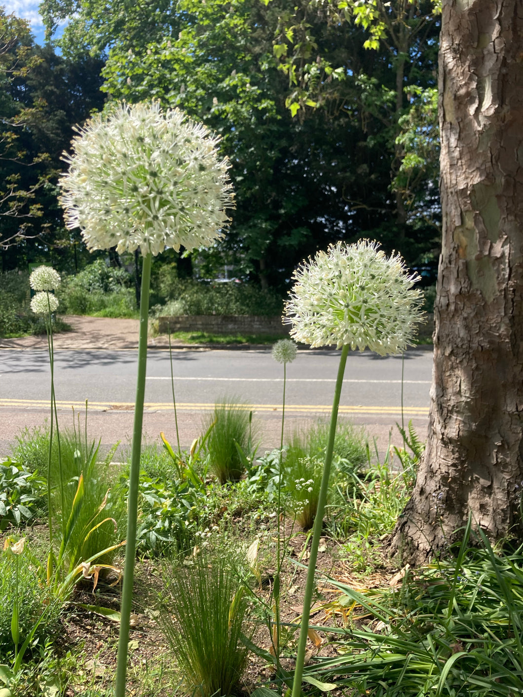 3 bulbs of Allium (Mount Everest) Includes Postage