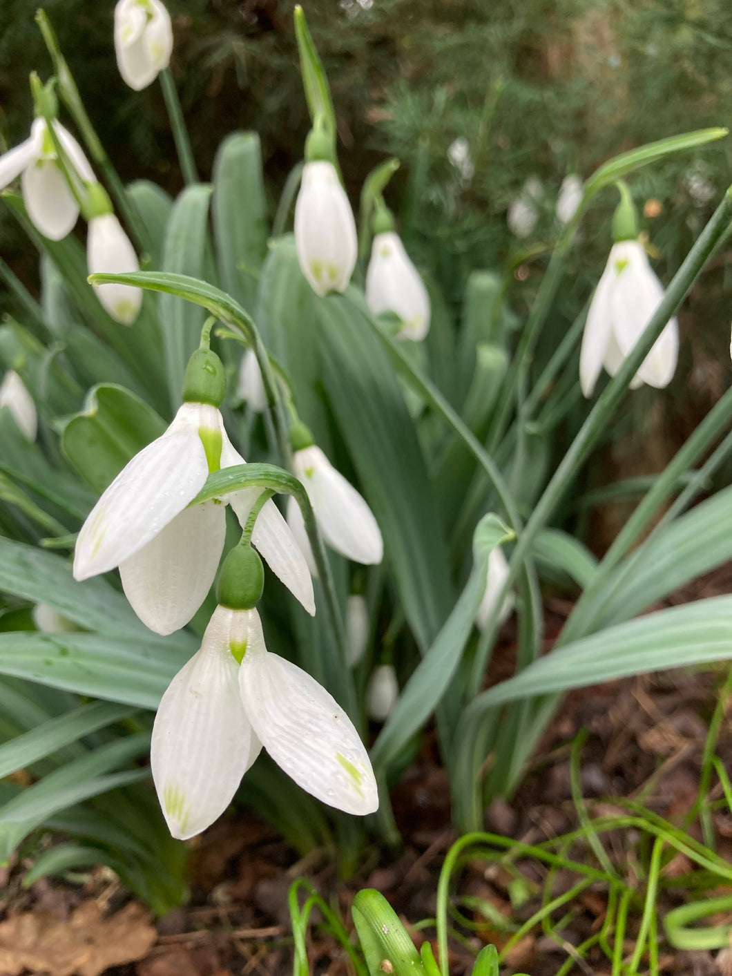 15 bulbs of Giant Snowdrop (Galanthus woronowii) Includes Postage