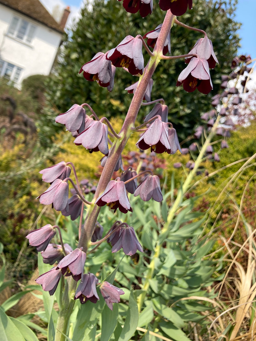 5 bulbs of Fritillaria persica (Persian Lily) Includes Postage