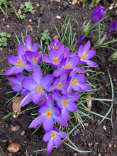 Load image into Gallery viewer, 20 bulbs of purple Crocus (Whitewell Purple) Includes Postage

