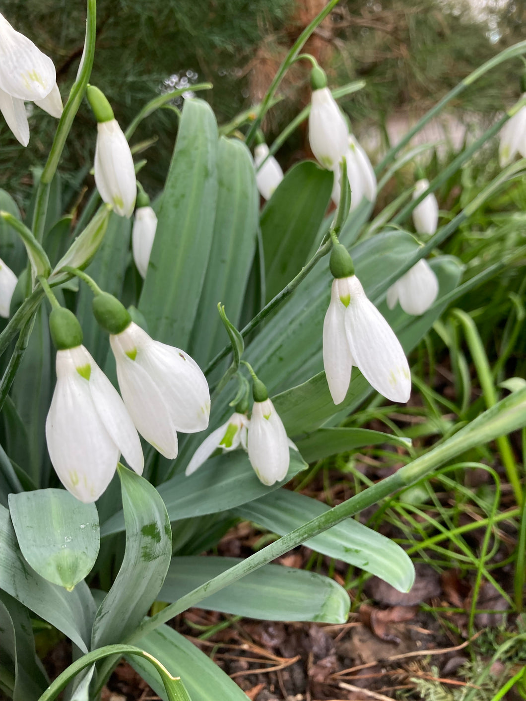 50 bulbs of Giant Snowdrop (Galanthus woronowii) Includes Postage