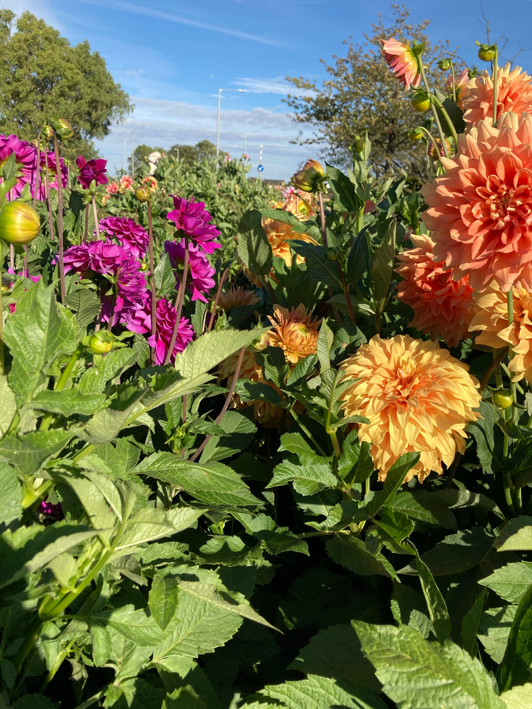 5 tubers of dinner-plate Dahlia (mixed colours) Includes Postage