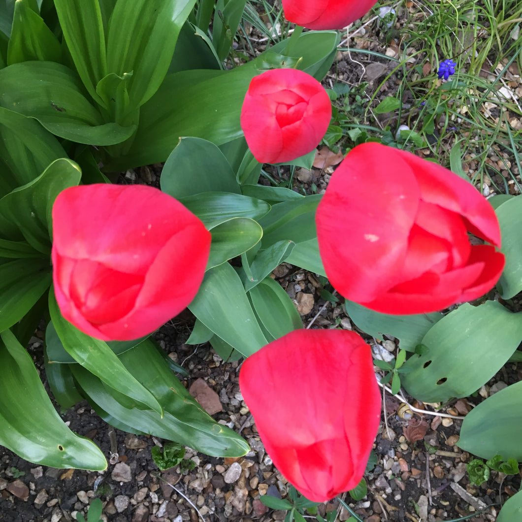 10 bulbs of Tulip (Pink Van Eijk) Includes Postage
