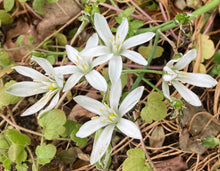 Load image into Gallery viewer, 10 bulbs of Ornithogalum umbellatum (Eleven O&#39;Clock Lady/Common Star of Bethlehem) Includes Postage
