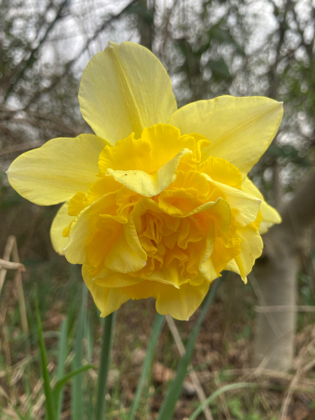 10 bulbs of Daffodil (Apotheose) Includes Postage