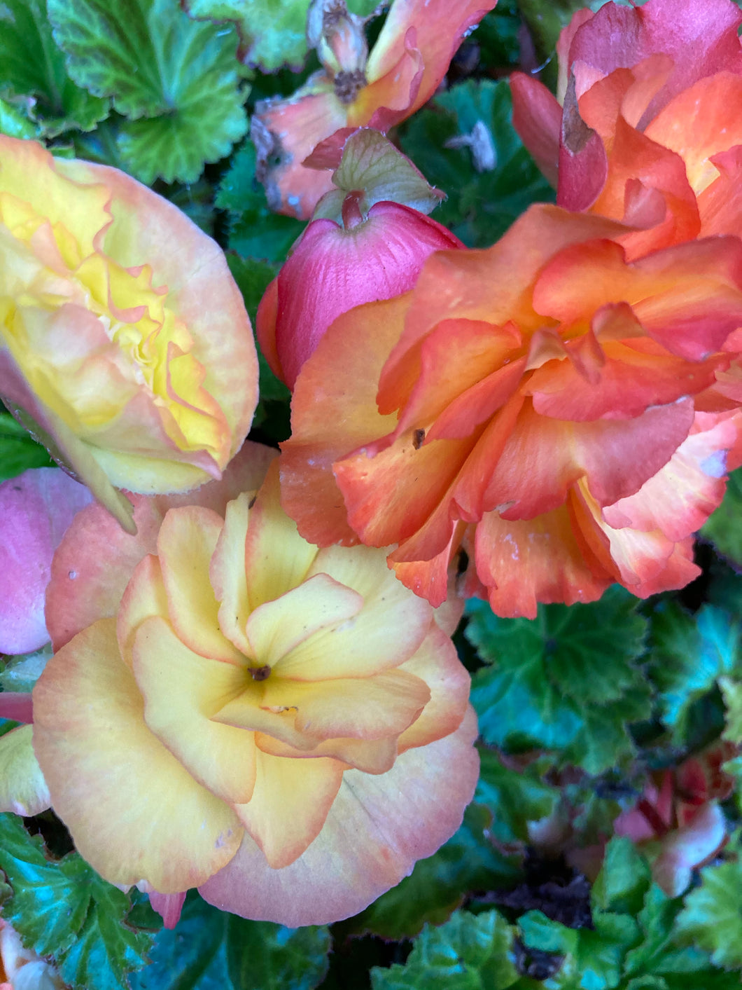 6 potted plants of double Begonia (mixed colours) Includes Postage
