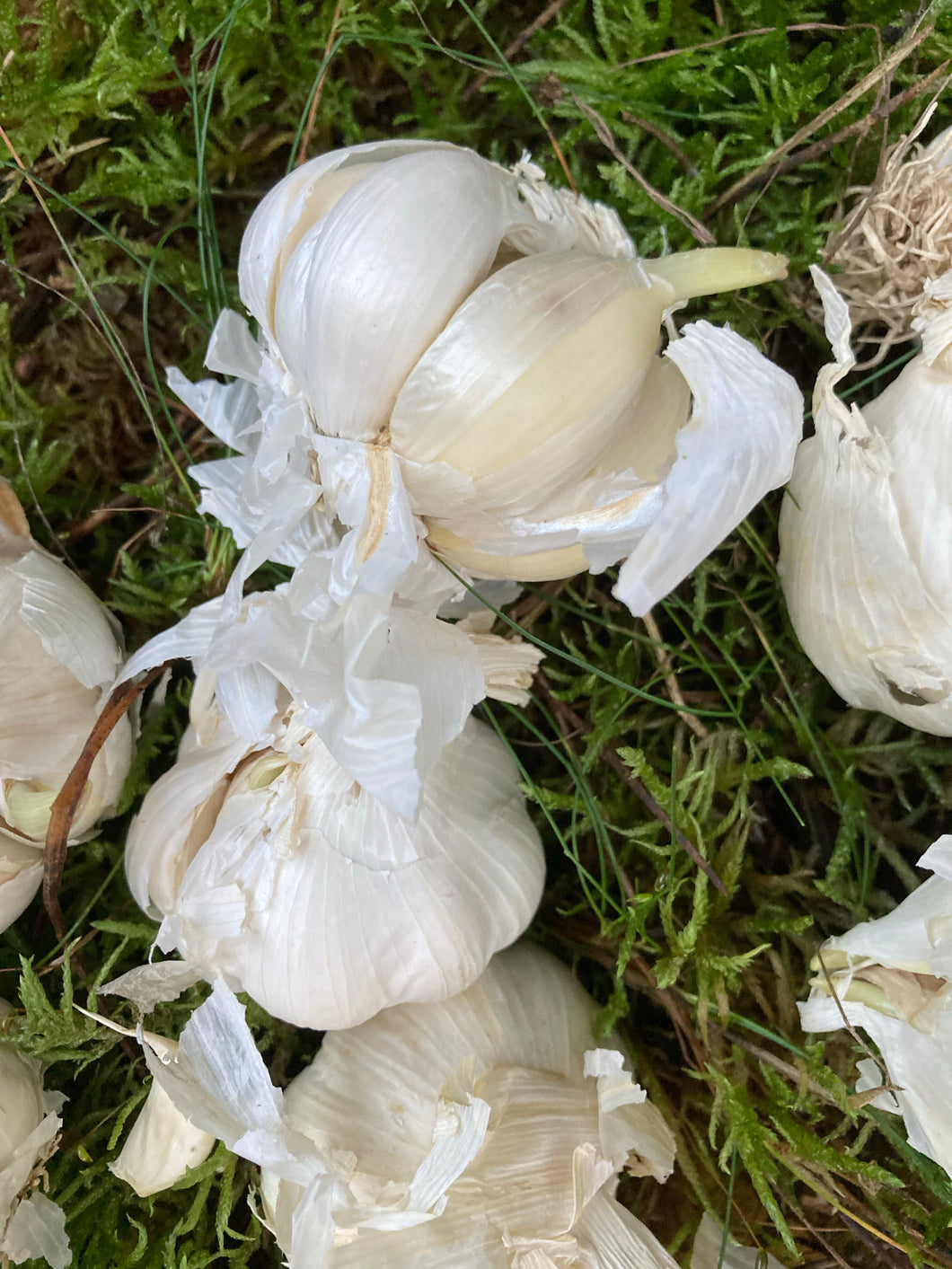 3 bulbs of Garlic for Grow-Your-Own Includes Postage