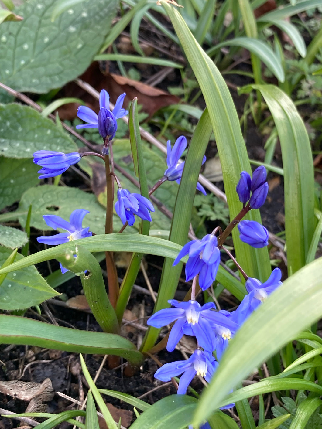 20 bulbs of Chionodoxa sardensis (Lesser Glory of the Snow) Includes Postage